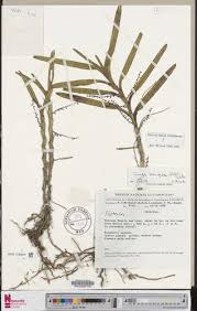 Image result for Tridactyle tridactylites