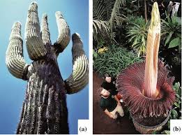 Things tagged with 'cactus_cup' (23 things). Plant Surfaces Structures And Functions For Biomimetic Innovations Springerlink