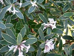 Check spelling or type a new query. Daphne Summer Ice Daphne This Evergreen Shrub Has A Creamy White Margin It Has Fragrant F Front Yard Landscape Plans Dream Garden Backyards Evergreen Shrub