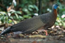 Bird With Big Feathers Male Great Argus Pheasant Argusianus Argus On Its Dancing Ground Danum Valley Sabah Borneo Malaysia Pheasant Pheasant Feathers Big Bird