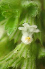 Image result for Leucas neuflizeana