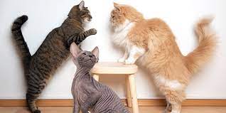 Long Haired Short Haired Or Hairless Cat Hair Length Questions To Consider