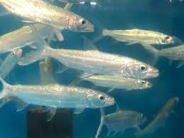 Goliath Tiger Fish Fish Freshwater Fish For Sale Tiger Fish