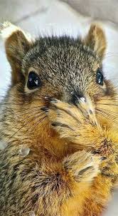 O No Not Agine Grappige Dieren Dieren Schattige Dieren