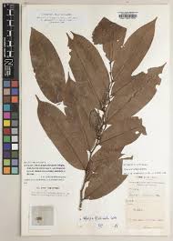 Image result for Uvariastrum germainii