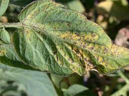 List of plant diseases caused by microorganisms. Common Diseases Of Tomatoes Part Ii Diseases Caused By Bacteria Viruses And Nematodes Oklahoma State University