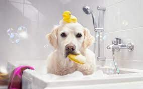 This is a brand new location but the owner has been grooming for years. Pet Grooming In Dubai Pet Sitting Mobile Grooming And More