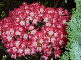 Wenn ein alter kirschbaum langsam mit der vergreisung beginnt, also kaum wächst. Der Rhododendron Shop Von Hobbie Aus Westerstede Wuchs Sehr Dicht Breitrund Belaubung Dunkelgrun Glanzend Blute Zweifarbig Aussen Rosa Innen Fast Weiss Gekrauselter Saum Blutezeit Anfang Mitte Mai Winterharte Gut
