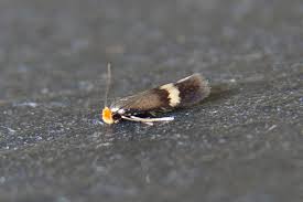 Image result for Stigmella speciosa