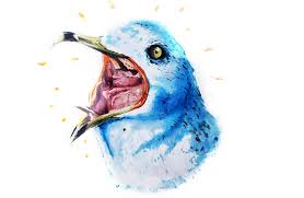 Image result for seagull