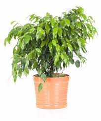 Birkenfeige Im Topf Ficus Benjamini Ficus Birkenfeige