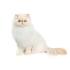 Himalayan Cat Breed Information, Pictures, Characteristics ...