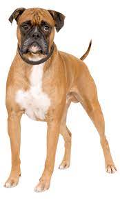 If the puppy paws are large and the breed he belongs to is a big dog breed, it is needless to say that he will grow into a large adult. Boxer Dog Training Temperament Lifespan Trainpetdog