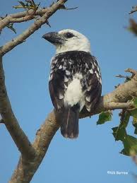 Small Birds With White Heads White Headed Barbet Lybius Leucocephalus White Face Bird Whiteheads