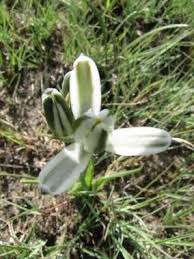 Image result for Albuca setosa