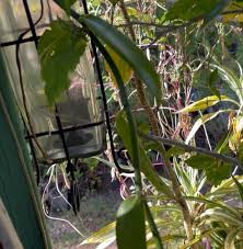 Image result for Vanilla polylepis