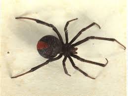 Amid continued delays to 2020 and 2021 blockbusters from james bond, ghostbusters and marvel's black widow to the latest fast and furious, these are the new release dates for 2021 and beyond. New Zealand S Dangerous Plants Animals And Insects