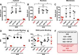 Skeletal muscles are the only muscles that can be consciously controlled. Effects Of Altered Sialic Acid Biosynthesis On N Linked Glycan Branching And Cell Surface Interactions Journal Of Biological Chemistry