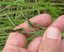 Image result for Paspalum