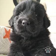 Meet Bongo He Is An Affectionate Purebred Male Newfoundland Puppy Bongo Is A Wonderfully Sweet And Cuddly Guy He H Puppy Finder Puppies Newfoundland Puppies