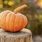 Bring Your Own Pumpkin: Pumpkin Painting event image