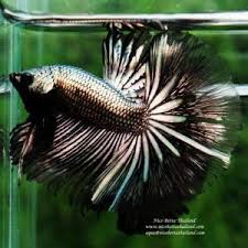 Shop Nice Betta Thailand Co Ltd In 2020 Betta Fish Care Breeding Betta Fish Betta