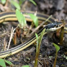 See full list on happyserpent.com How To Get Rid Of Snakes And Keep Them Away This Old House