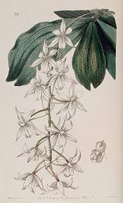 Image result for Aerangis alcicornis