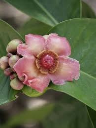 Image result for Garcinia buchneri