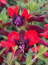 Image result for Cuphea