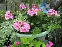 Pin On Garden