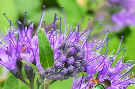 Image result for Caryopteris odorata
