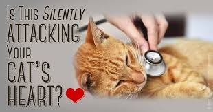Heart diseases in cats is often related to a diseased heart muscle called cardiomyopathy. A Simple Blood Test Can Detect Early Signs Of Heart Disease