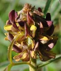 Image result for Crotalaria bernieri