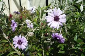 Image result for Oleandra distenta