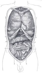 Blood to the lungs and to the rest of the body. The Abdomen Human Anatomy