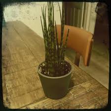 Image result for Dracaena aubryana
