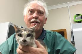 Cat food study leads to ethics overhaul at University of Sydney veterinary  faculty