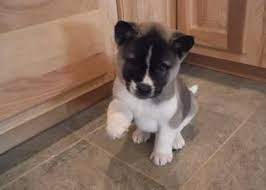We are passionate about the akita breed and producing beautiful, healthy, puppies with lovely temperaments for loving homes.akitas are not in our heart, they are our heart! Akita Puppies For Sale Colorado Springs Co 71296