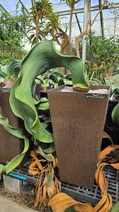 Image result for Pyrenacantha grandiflora