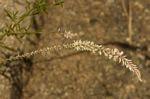 Image result for Hermbstaedtia scabra