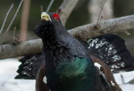 See traveler reviews, 5 candid photos, and great deals for which popular attractions are close to grand tetras? Suspension De La Chasse Au Grand Tetras En Ariege Et Dans Les Hautes Pyrenees Fne Midi Pyrenees