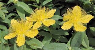 Grossblutiges Johanniskraut In 2020 Pflanzen Bodendecker Naturgarten