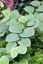 Image result for Fallopia