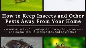Keep bugs and critters away from your home and yard this summer with these 10 best pest control practices. Home Remedies To Keep Cockroaches Lizards Ants Mosquitoes Bed Bugs And Flies Out Of Your House Dengarden