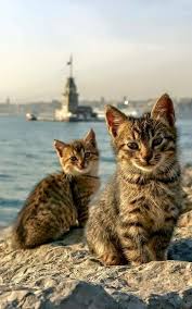Mert Maral Adli Kullanicinin القطط على شاطئ أسكودار سكان مدينة اسطنبول مشهورين بحبهم للقطط Panosundaki Pin Cute Kittens Tekir Kediler Kediler Ve Yavrulari