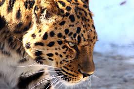 The leopard (panthera pardus) is one of the five extant species in the genus panthera, a member of the cat family, felidae. Leopard Napal Na Rebenka V Nacionalnom Parke V Yuar Ia Regnum