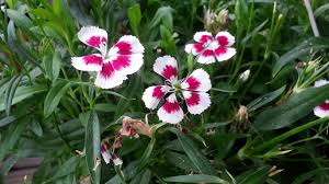 She is a perfect beauty, that tempts us in either pink or white. Flower 5 Petal White Flower Names