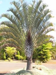 Well you're in luck, because here they come. Small Palm Trees Guide Types That Grow 4 20 Feet Tall Install It Direct