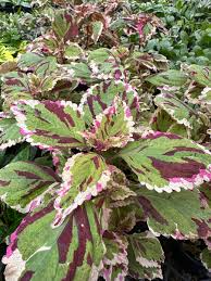 Image result for Coleus tetragonus